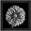 Black Allium 2  by Final Touches