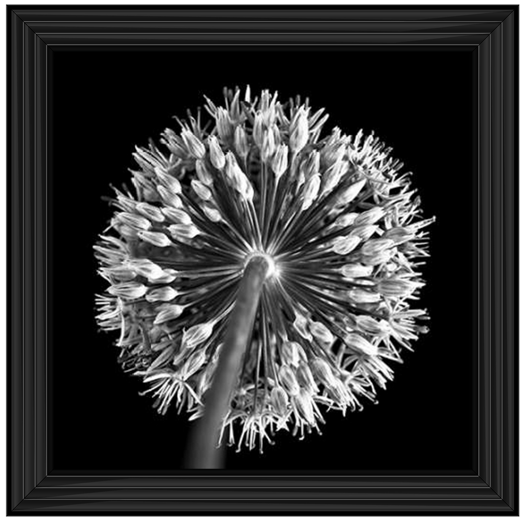 Black Allium 2  by Final Touches