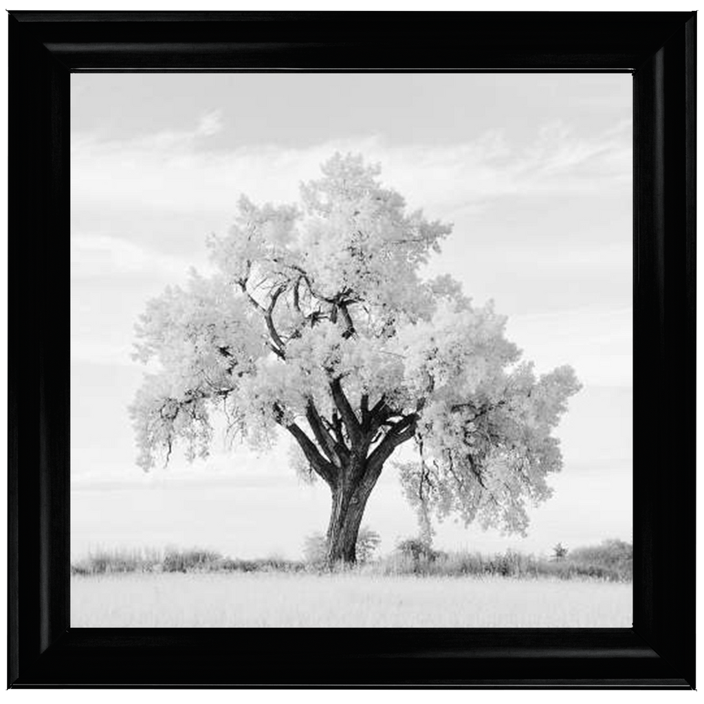 Lone Oak Tree Black White  by Final Touches