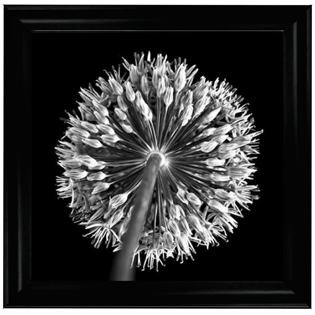 Black Allium 2  by Final Touches