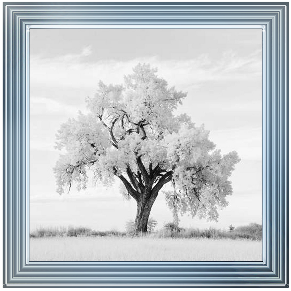 Lone Oak Tree Black White  by Final Touches