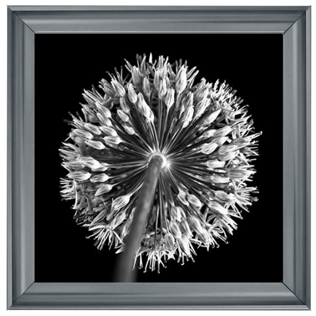 Black Allium 2  by Final Touches