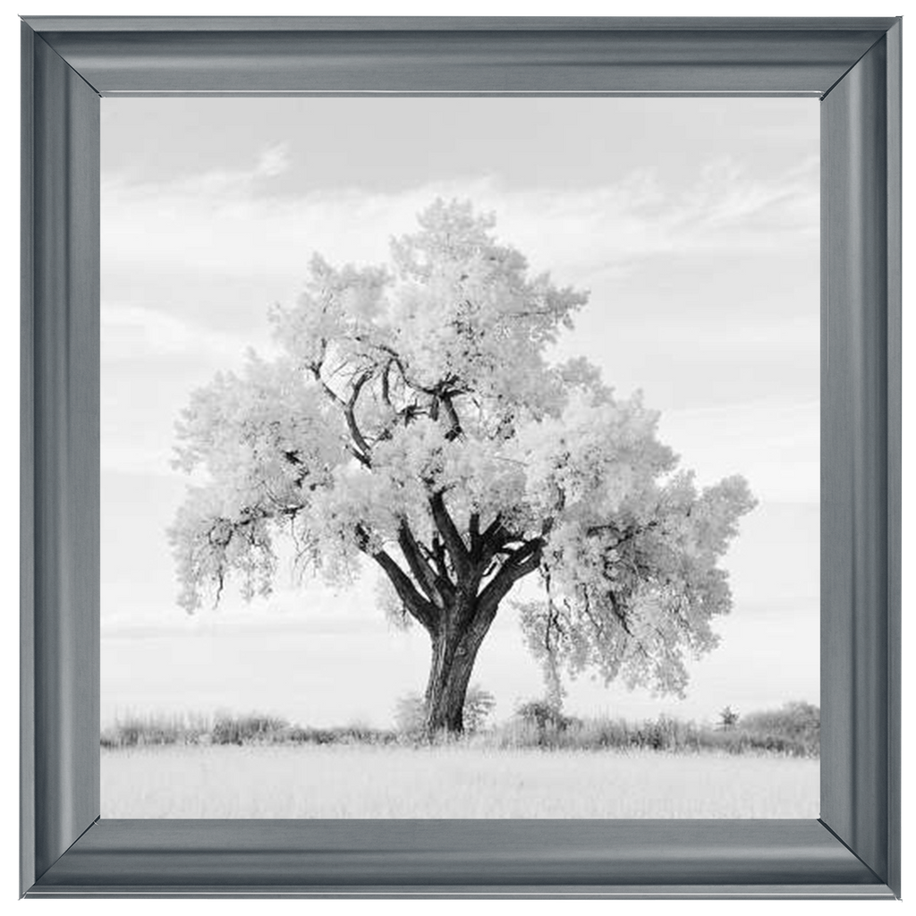 Lone Oak Tree Black White  by Final Touches