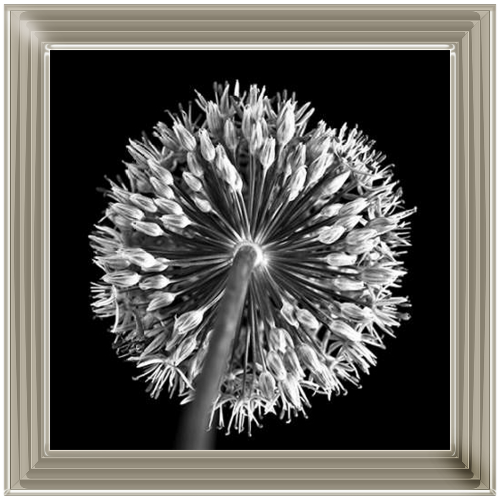 Black Allium 2  by Final Touches