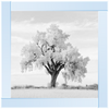 Lone Oak Tree Black White Picture by Final Touches