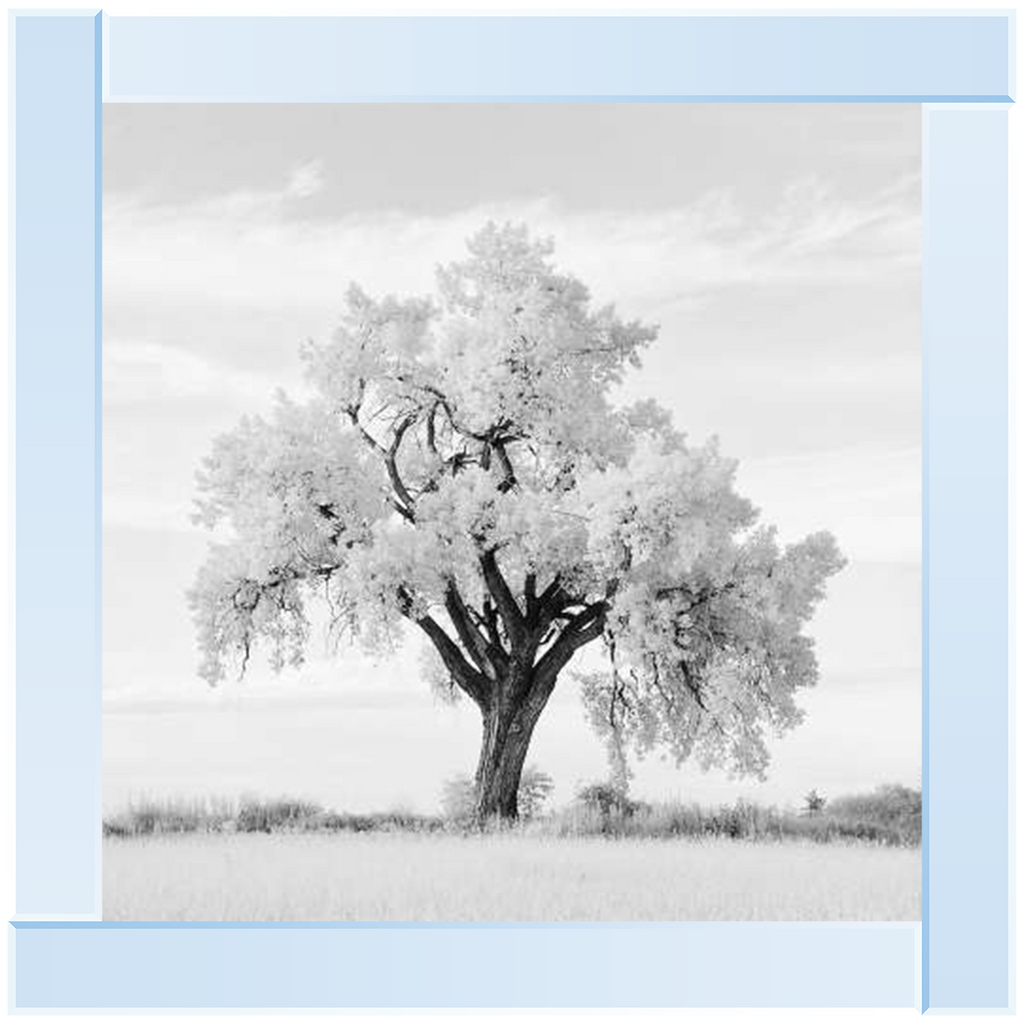 Lone Oak Tree Black White Picture by Final Touches