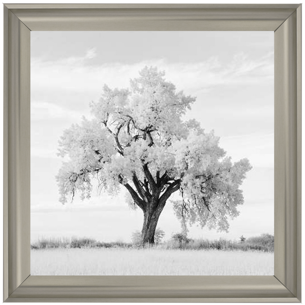 Lone Oak Tree Black White  by Final Touches