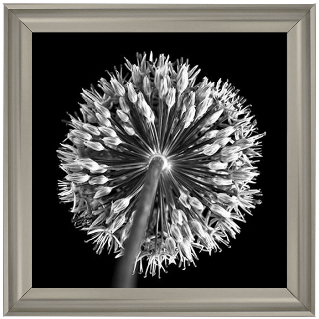 Black Allium 2  by Final Touches