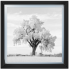 Lone Oak Tree Black White  by Final Touches