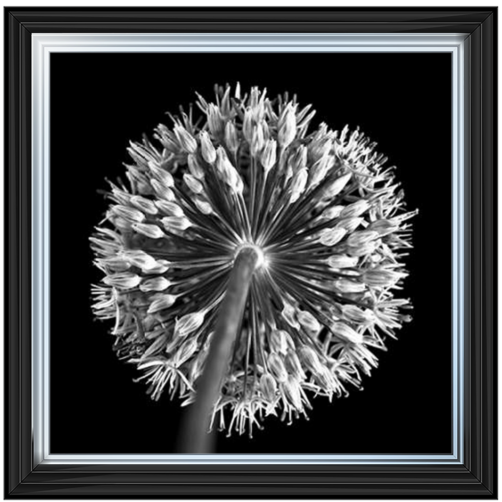 Black Allium 2  by Final Touches