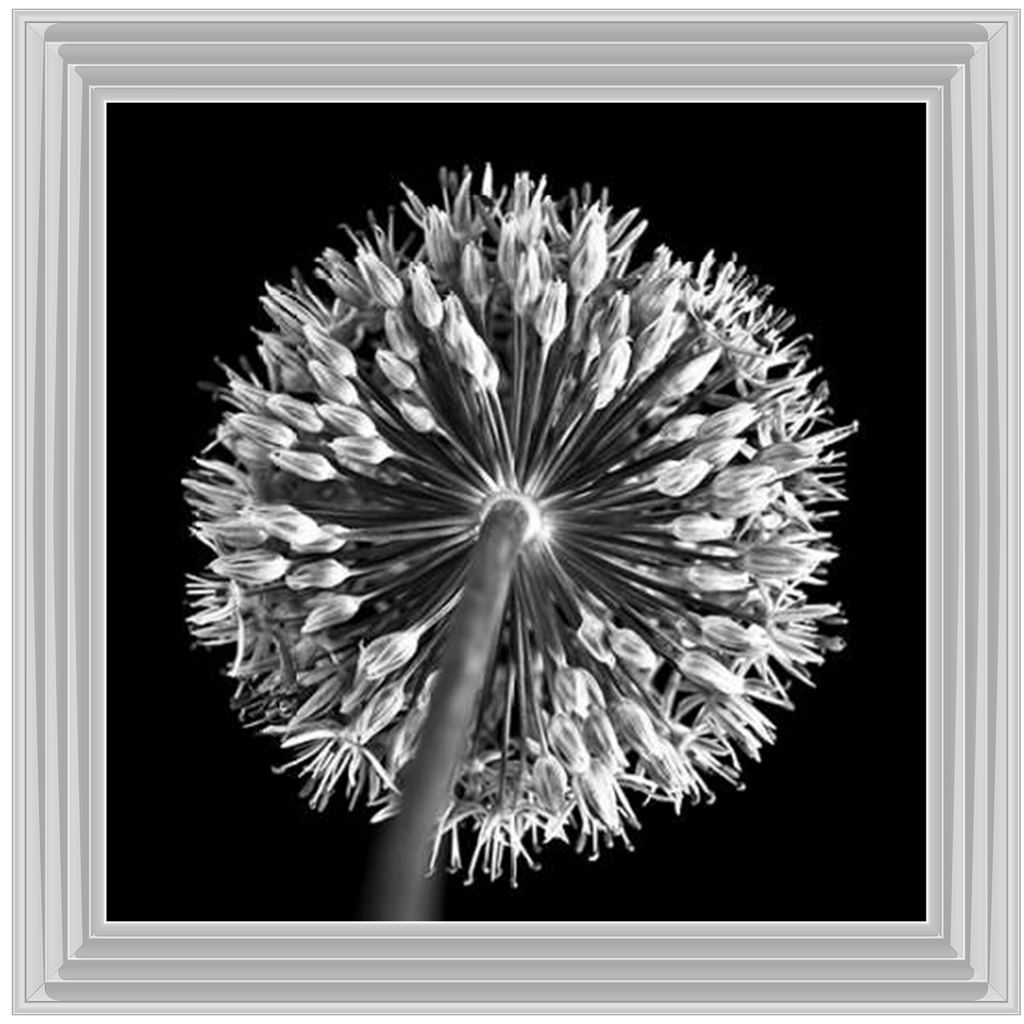 Black Allium 2  by Final Touches