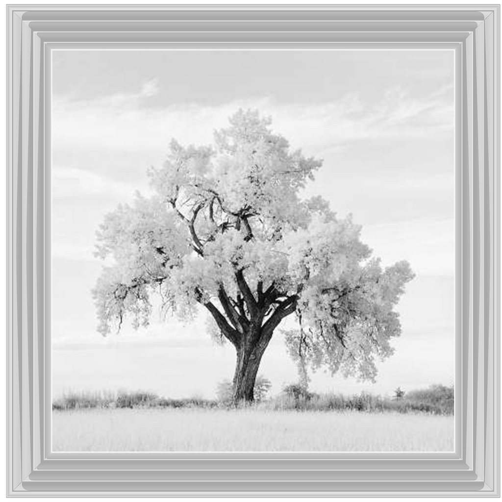 Lone Oak Tree Black White  by Final Touches