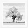 Lone Oak Tree Black White  by Final Touches