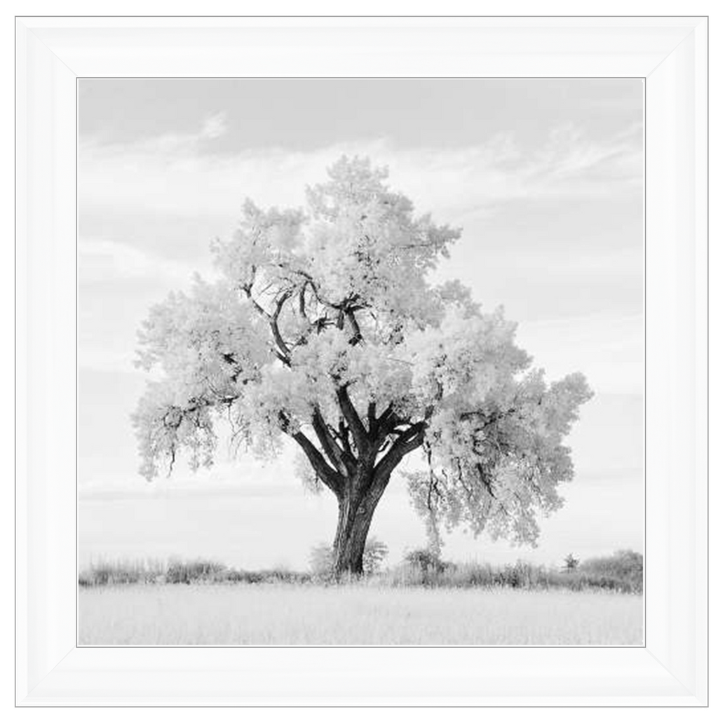 Lone Oak Tree Black White  by Final Touches